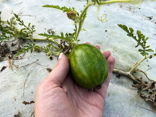 growing watermelons in the garden on the bed. mini watermelon