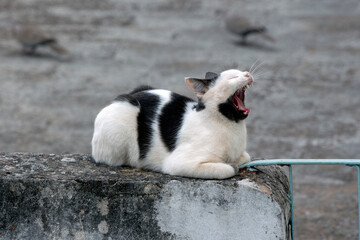 black and white cat standing on a cement fence with her mouth open, against gray background....