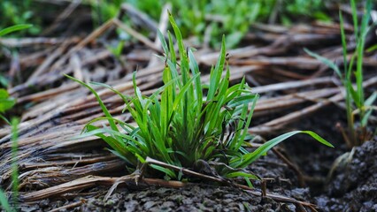 Vibrant Green Grass Sprouting Through Dried Stalks