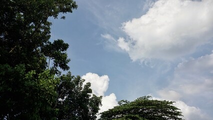 Serene Summer Sky Lush Green Trees and Fluffy White Clouds