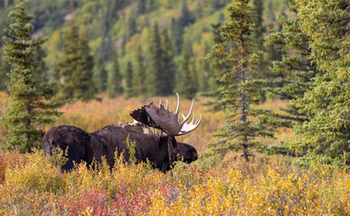 Bull Alaska Yukon Moose in Denali National Park Alaska in Autumn