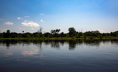 bare trees on the riverbank of the White Nile river at the Murchison falls National park in Uganda