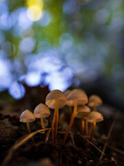 Mushrooms in a chestnut forest.5