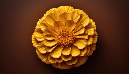 Radiant Golden Flower Bloom Against a Dark Background Showcasing Elegant Petal Patterns and Textured Center