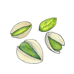 Pistachios as a hand-drawn illustration isolated on a transparent background
