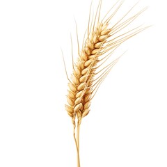 A single stalk of wheat, isolated on a white background.