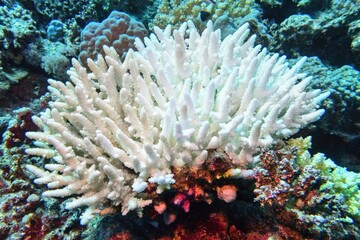 Coral bleaching of Acropora hard corals  - process when corals become white. Global warming impact.