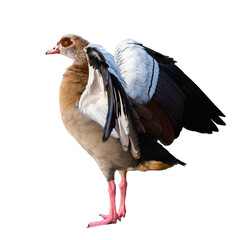 Portrait of an adult male Nile or Egyptian goose (Alopochen aegyptiaca) with spread wings on a white background