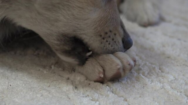 the puppy bites its paw, close-up of a puppy's leg itching from fleas