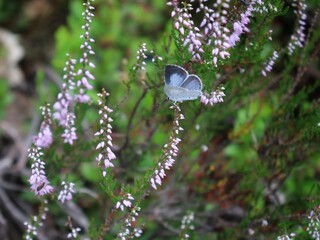 white butterfly on common heather