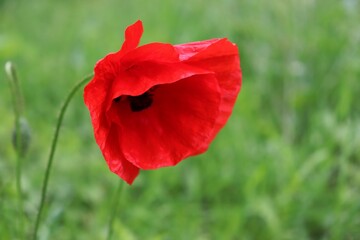 Fototapeta premium red poppy in the field