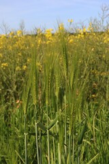 green wheat with rape field in background