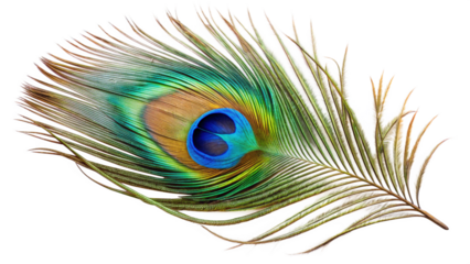 A peacock feather isolated on transparent background
