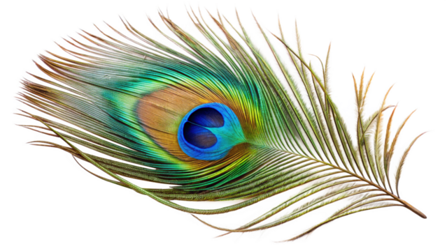 A peacock feather isolated on transparent background