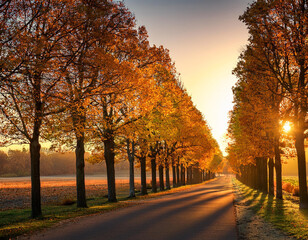 Fototapeta premium Autumn evening glow with illuminating a tree-lined path at sunset