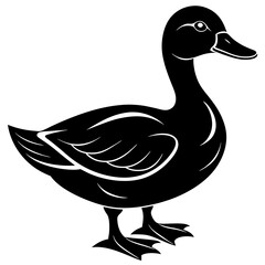 duck isolated on white