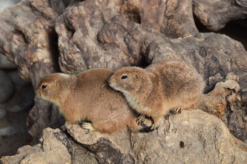 prairie dogs couple on a rock