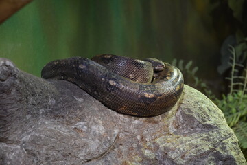 Python resting on a rock
