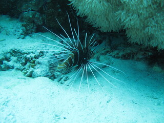 Lionfish Pterois in Mediterranean Sea