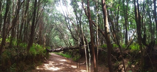 river in the forest of sumbing mountain 