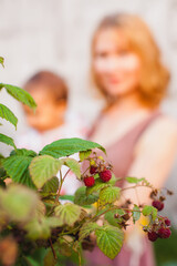 In this photo, the focus is on a branch of raspberry bushes in the foreground, with ripe raspberries hanging from the stems