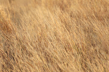 Golden Field of Tall Grass in Soft Natural Light