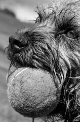 black and white photo of a wet dog with ball