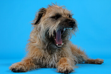 Border terrier, dog yawning 