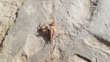 The spider is fighting with a tide 