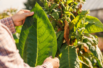 farmer holding fresh tobacco leaf against field background, harvest, tobacco product quality