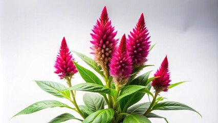 isolated celosia plant on a clean white background