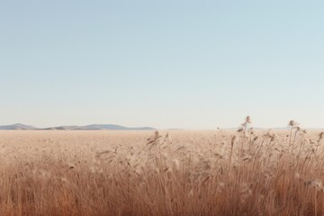Fototapeta premium Dried grass flower field sky outdoors horizon.