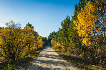 Sunny dirt road winding through a forest with vibrant autumn foliage and a  blue sky