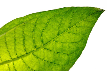 tobacco leaf macro photo on white background, tobacco production, tobacco growing