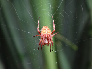 The European garden spider (Araneus diadematus), also known as cross spider or cross orb-weaver, female in her web