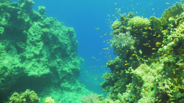 Tropical Fish on Vibrant Coral Reef