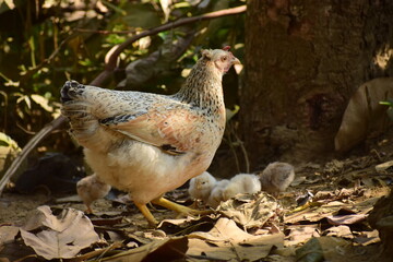A hen with chicks