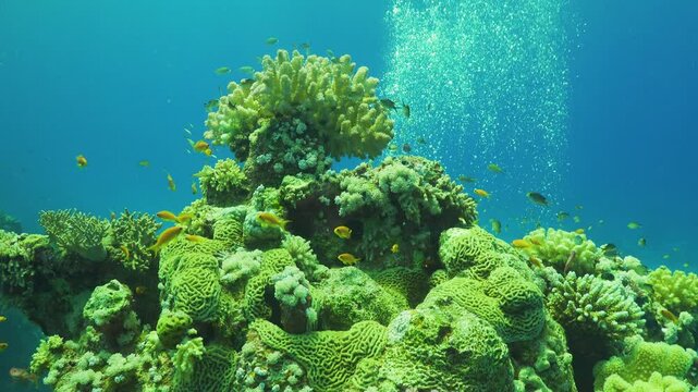 Tropical Fish on Vibrant Coral Reef