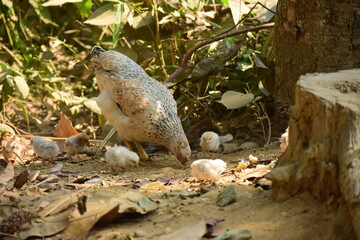 A hen with chicks