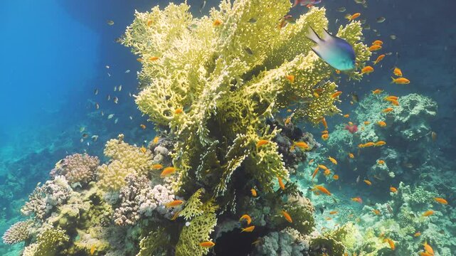 Tropical Fish on Vibrant Coral Reef