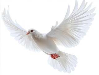 Obraz premium majestic white dove gracefully soars through the air against a pristine white background, symbolizing freedom and peace in an uplifting, serene manner