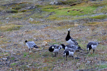 Group of Barnacle Goose near Longyearbyen, Svalbard Islands