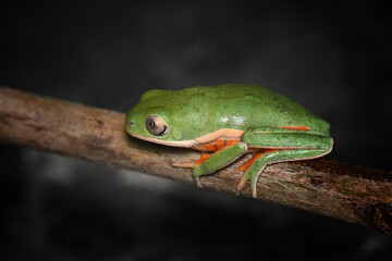 Southern Orange-legged Leaf Frog resting on a branch with a soft light and dark background