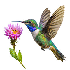Obraz premium Colorful hummingbird hovering near a flower, with its iridescent feathers shimmering. isolated on transparency background
