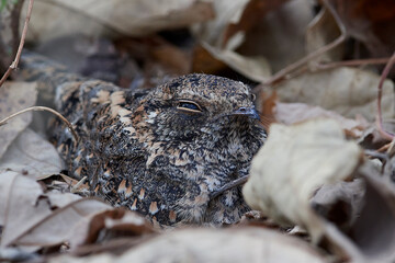 Standard-winged nightjar (Caprimulgus longipennis)
