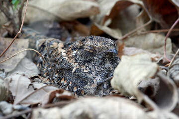 Standard-winged nightjar (Caprimulgus longipennis)