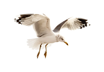  Seagull on white background 
