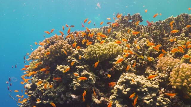 Tropical Fish on Vibrant Coral Reef