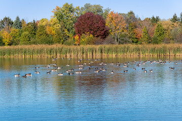 A Flock Of Canada Geese Feeding On A Local Pond In Fall In Wisconsin