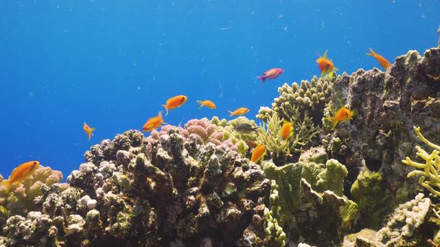 Tropical Fish on Vibrant Coral Reef